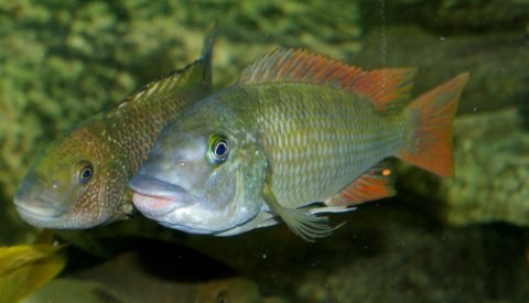 Petrochromis sp. 'texas red' Ubwari